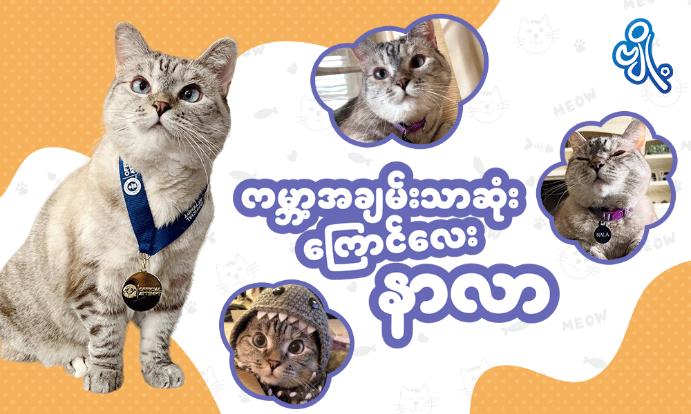 ကမ္ဘာ့အချမ်းသာဆုံးကြောင်လေး နာလာ
