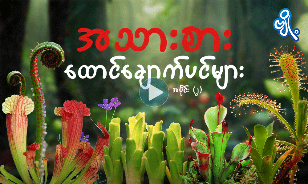 အသားစားထောင်ချောက်ပင်များ အပိုင်း ( ၂ ) . . .